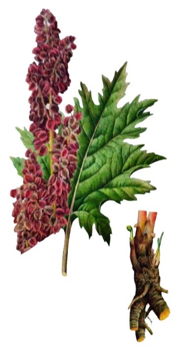 Rhubarbe palmée de Chine